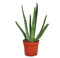 Exotenherz - Aloe vera - ca. 2 Jahre alt - 10,5cm Topf