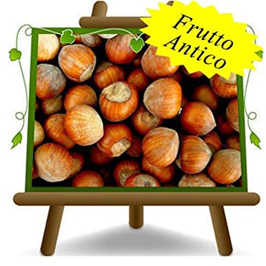 Nocciolo Tonda di Romagna - Pianta da frutto antico su vaso da 26 - max 200 cm - 4 anni