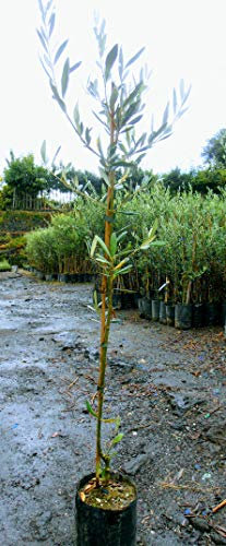 Pianta di olive Albero ulivo Nocellara de Belice - Imballaggio speciale protettivo