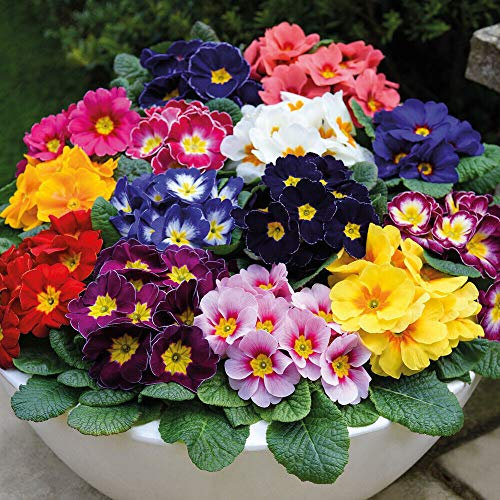 Primrose Husky Mixed Primula Hardy Perennial Low Maintenance Multiple Coloured Flower Heads Delicate Fragrance 72 x Plug Plants by Thompson and Morgan (72)