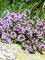 Thymian Samen Deutscher Winter - aromatisches Gewürz ideal für mediterrane Küche – winterhart mehrjährig & pflegeleicht - Bienenfreundlich - niedriger Wasserbedarf – Lange Blütezeit & einfache Aussaat