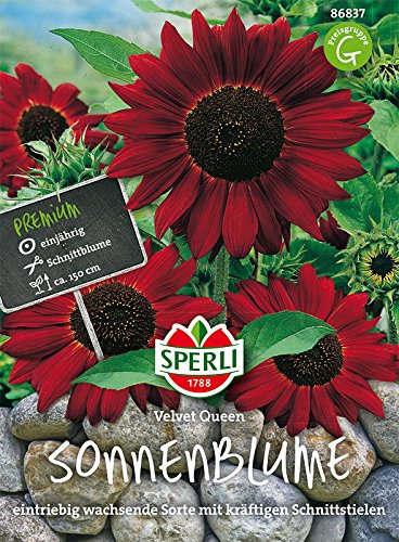 Sonnenblume, Velvet Queen