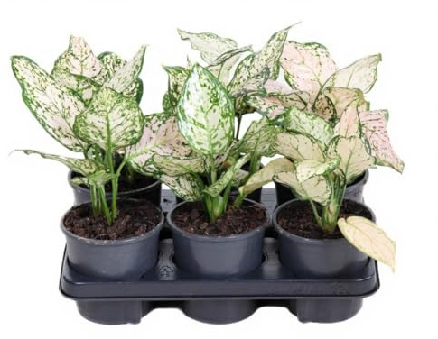 Aglaonema Pink Eileen Kolbenfaden pink panaschierte Blätter Zimmerpflanze ca 30 cm