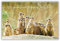 bsb - Glückwunsch Karte zum Geburtstag 11,5 x 17,0 cm - hochwertige Geburtstagskarte mit Umschlag - schöne Geburtstagskarten für Kinder/Frauen & Männer - Happy Birthday Karte mit Erdmännchen