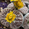 semi di piante lithops - semi succulenti, Semi di bonsai, regali sostenibili per le donne semi di lithops piante succulente, piante rare, piante ricadenti, piante grasse piante 50pcs