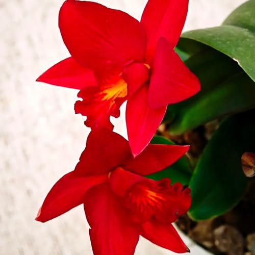 Cattleya Orchidee Pflanze Samen, pflanzensamen,Dekorative Pflanzen garten geschenk,fensterbank deko blumensamen mehrjährig winterhart blumenwiese samen,pflanzen garten 200pcs
