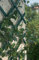 1 X Green Expanding Plastic Garden Trellis 1.5M / 150CM X 40CM