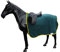 AMKA Nierendecke Galopp