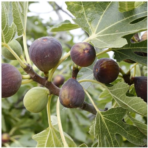 Fig Tree 'Brown Turkey' / Ficus Carica in 2L Pot, Sweet Tasty Fruit 3fatpigs®