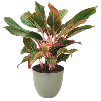 I GIARDINI DI GIULIA - Aglaonema ‘Sam Orlala’ Ø15 cm H.45 cm | Pianta da Interno Foglie Verde e Rosso Corallo | Facile Cura e Depurazione Ari (Vaso verde rosmarino)