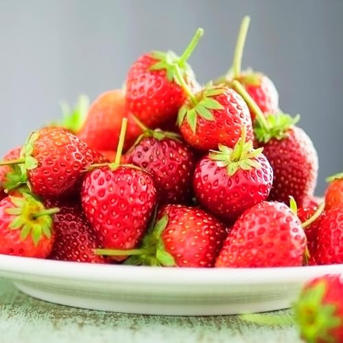 Erdbeer Korona - 20 frigo A+ Pflanzen - gekühlte schnellwachsende Erdbeerpflanzen aus Holland - Stauden Mehrjährig Winterhart - selbstfruchtend Fragaria x ananassa (kein Samen)