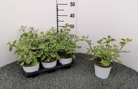 Incenso Plectra Pianta di incenso su vaso 14 in confezione da quattro piante