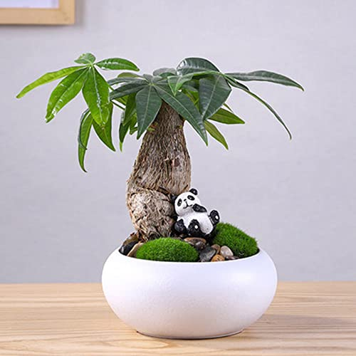 Pachira Aquatica Macrocarpa Samen Zimmerpflanzen Geldbaum Samen Grünpflanzen Glückskastanie Bonsai Money Trees Hydroponik Baumsamen Topfblumensamen Balkon Schreibtisch Ornament 2 Seeds
