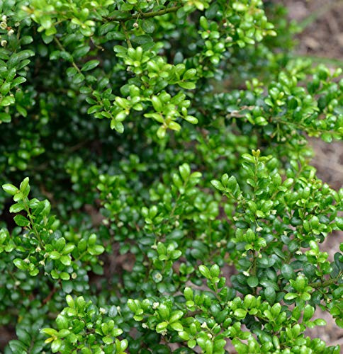 Japanische Stechpalme Ilex Green Hedge 60-80cm - ilex crenata - lebende Gartenpflanze aus den Baumschulen