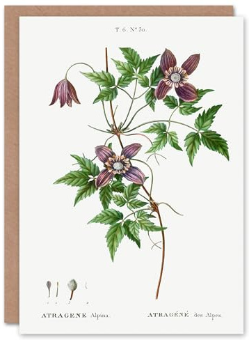 Artery8 Pierre-Joseph Redouté Art Card Alpine Clematis Flower