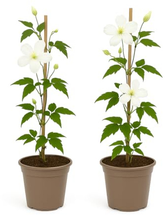 Exotenherz - Kletterpflanzen - Clematis montana Grandiflora - Weiß -2er Set - 11cm Topf