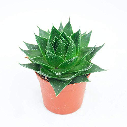 POWERS TO FLOWERS - ALOE COSMO, vaso 13cm, pianta vera