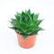 POWERS TO FLOWERS - ALOE COSMO, vaso 13cm, pianta vera