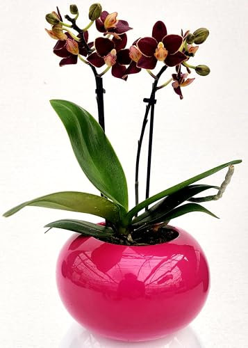 POWERS TO FLOWERS - ORCHIDEA PHALAENOPSIS NERA IN VASO CERAMICA SFERICO FUCSIA, Pianta Vera