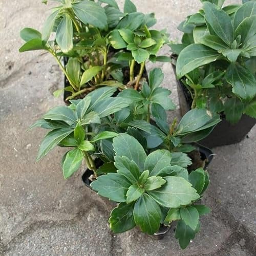 10 Stück Schattengrün, Dickmännchen Compacta (Pachysandra terminalis) im Topf 3-4 Triebe