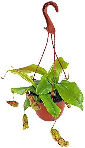 Fangblatt - Nepenthes 'Gaya' (khasiana x (ventricosa x maxima)) - eindrucksvolle Kannenpflanze - faszinierende fleischfressende Pflanze - Karnivore (L - Ampeltopf)