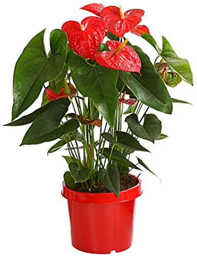 Dehner Große Flamingoblume - Anthurie, rot-farbene Blüten, ca. 80-90 cm, Ø Topf 24 cm, Zimmerpflanze