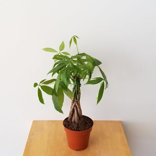 50 graines de plantes vertes Pachira