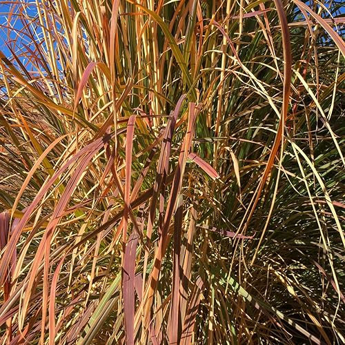 Stipa Arundinacea Pheasant Tails Ornamental Grass Seeds - 25 Seeds