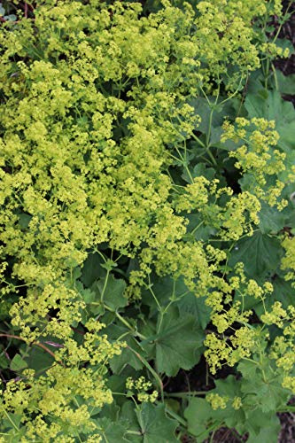 3 Alchemilla mollis Frauenmantel 3 Wurzelstücke Staude Winterhart