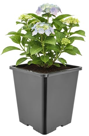 Garronda Pflanztopf Kunststoff hoch 20,5 x 20,5 x 23,5 cm (7L) eckig mit Drainagelöchern Blumentopf PP Pflanzgefäß für Garten Gewächshaus Balkon Anzucht Innen Außenbereich Schwarz GD-0201
