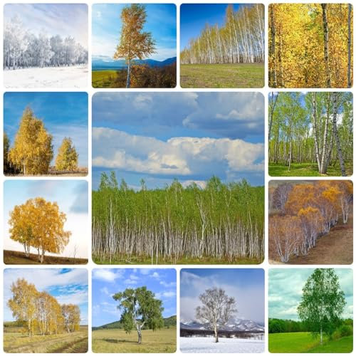 50 pcs weiße Birke bonsai samen - immergrüne pflanzen winterhart Betula platyphylla,birkenbaum,birken kübelpflanzen winterhart mehrjährig balkonpflanzen extrem winterharte kübelpflanzen