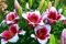 Lilienzwiebeln, Winterharte Stauden, Zarte Blumenzwiebeln,Duftende Blumen,Lilium Martagon，Lilium，Lilien Winterhart MehrjäHrig，Lilien Winterhart-10zwiebeln-B