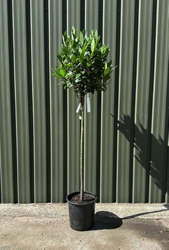 Alloro Laurus nobilis pianta aromatica sempreverde ad alberello in vaso ø20 cm h. 110/130 cm Vivaio di Castelletto