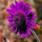 TOYHEART 50 Stück Premium-Blumensamen, Sonnenblumenkerne Lila Mehrjährige Blühende Pflanzen Blumentöpfe Gartensamen Für Den Garten Sonnenblumenkerne