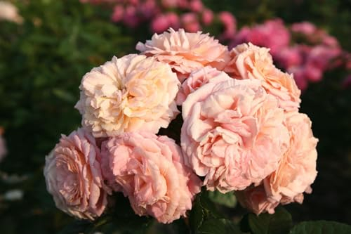 Rosa 'Amaretto' - Duftrose, apricotfarbene Blüten, Blütezeit Juni-September, ideal für Rabatten, bienenfreundlich, pflegeleicht
