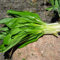 400 Pc Semi Di Aglio Orsino - Allium Ursinum - Erbe Aromatiche, Semi Di Ortaggi Resistenti Semi Di Piante Di Aglio Selvatico, Semi Di Erbe Officinali, Semi Di Ortaggi Balcone Piante