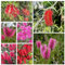 150 pcs zylinderputzer pflanze samen, bodendecker winterhart, zimmerpflanze (Callistemon rigidus) winterharte stauden, hochbeete für garten bodendecker, sträucher winterhart garten