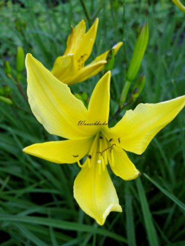 Staudenkulturen Wauschkuhn Hemerocallis lilioasphodelus (flava) - Taglilie - Staude im 11cm Topf