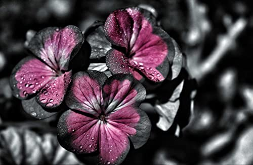 HANSEPUZZLE 27025 - Blumen Puzzle 500 Teile | Natur Puzzle mit hochwertiger Puzzle Aufbewahrung: Kartonbox und wiederverschließbarem Beutel | Puzzle-Maße: 46 x 30 cm