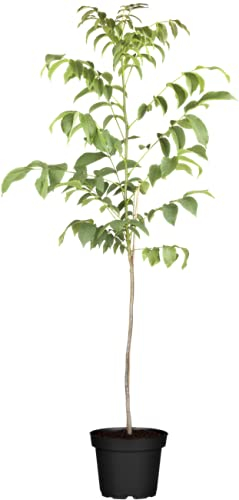 Walnuss Baum Juglans regia 125-150cm im Topf gewachsen 150-200cm im Topf gewachsen