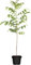 Walnuss Baum Juglans regia 125-150cm im Topf gewachsen 150-200cm im Topf gewachsen