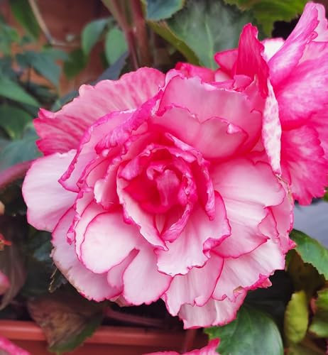 Begonienzwiebeln : Begonie Knolenbegonie Begonia  Bouton de Rose  1 Knolle