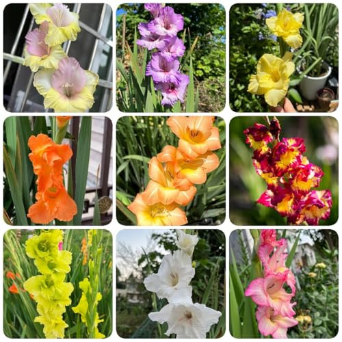 12 piezas Bulbos de gladiolo, perennes y resistentes, flores decorativas, plantas en macetas reales gladiolos, bulbos de gladiolos, Regalos prácticos flores de primavera. Bulbos de