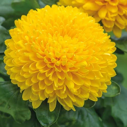 70 pezzi semi di fiori di crisantemo