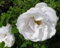 Tree Seeds Online - Rosa Rugosa Alba 25 Seeds. White Rose - 2 Packs