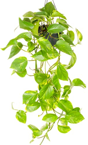 Epipremnum Aureum - Pothos Edera del Diavolo | Pianta pensile per Interni per Casa Ufficio