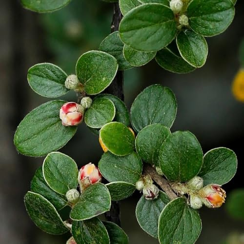TeppichmispelSamen - bodendecker Cotoneaster dammeri - exotische geschenke für gärtner baumsamen für sonnige plätze alte sorten herbstblumen winterhart blumensamen 400pcs