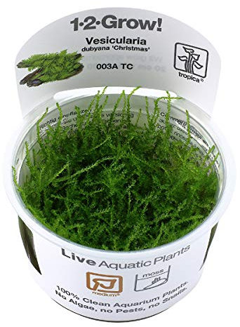 Tropica In Vitro 1-2-grow! Live Aquarium Plants (Vesicularia dubyana 'Christmas')