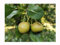 Almond leaved Pear, Pyrus amygdaliformis, Spreading Habit, Showy, Edible Fruits, Rarely Offered, Great for UK Climate, 10-15cm Plant in an 8cm Pot