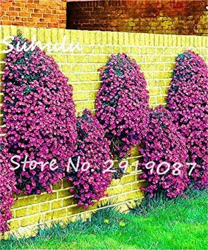 SEMI PLAT Firm-economico Semi 200 pc arcobaleno Rock crescione o strisciante Semi Timo perenne Bodendecker bel Fiore di crescita Naturale 11